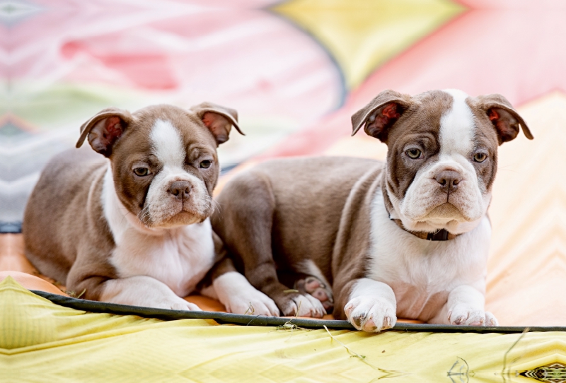 Colored Boston Terrier Geschwister Red/White