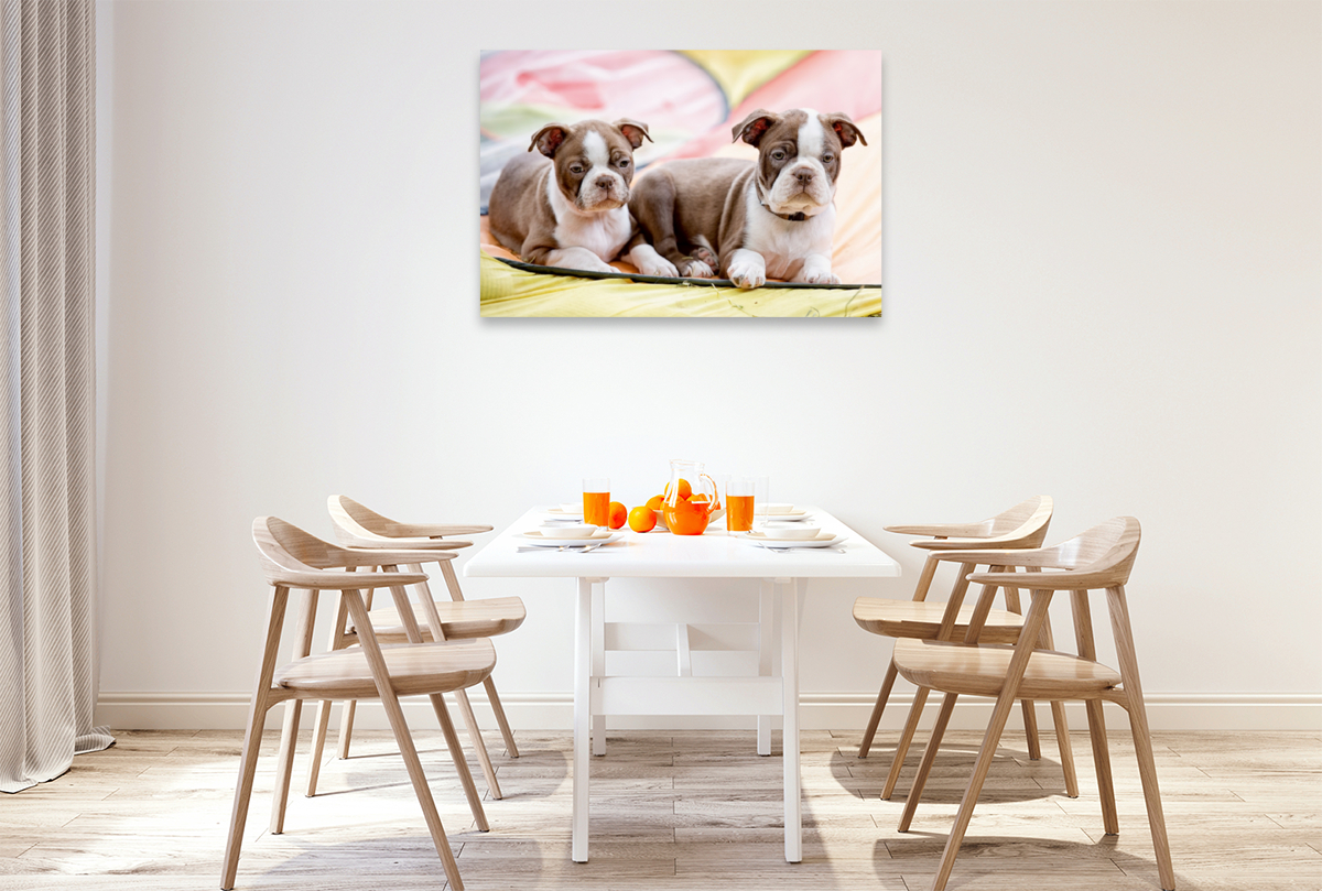 Colored Boston Terrier Geschwister Red/White