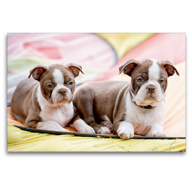 Colored Boston Terrier Geschwister Red/White