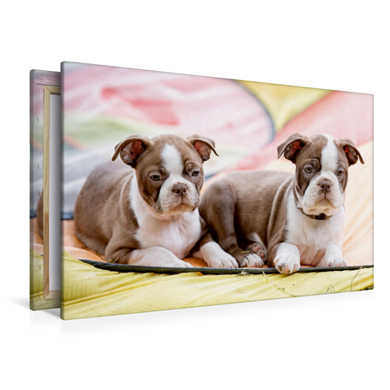 Colored Boston Terrier Geschwister Red/White