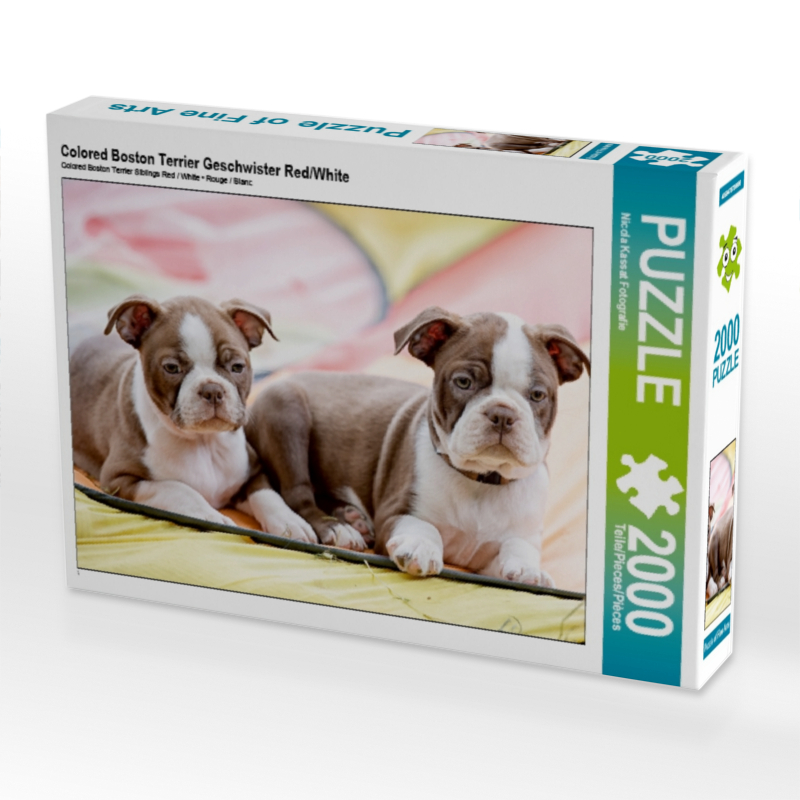 Colored Boston Terrier Geschwister Red/White