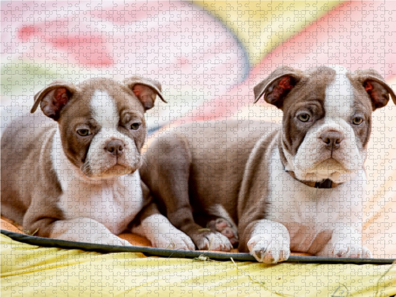 Colored Boston Terrier Geschwister Red/White