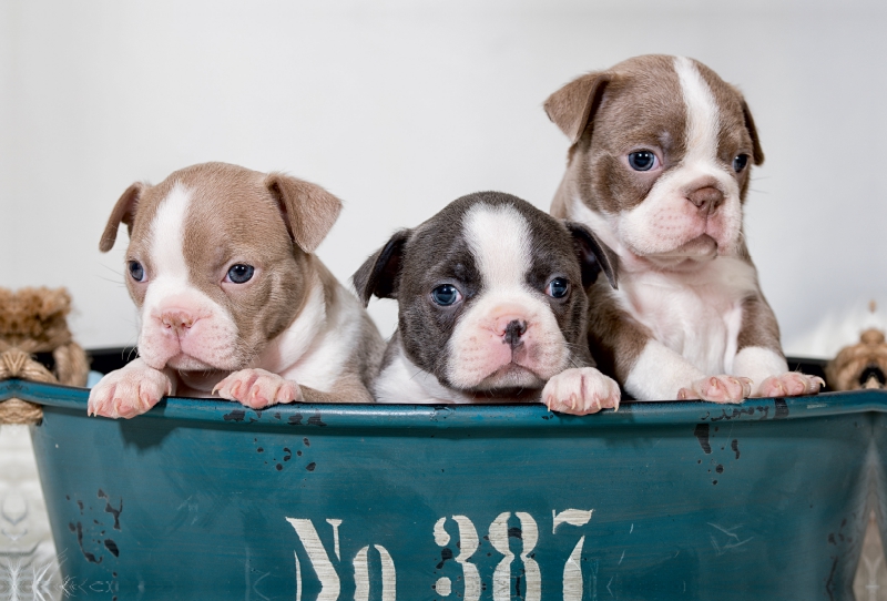 Colored Boston Terrier Geschwister Lilac und Blue / White