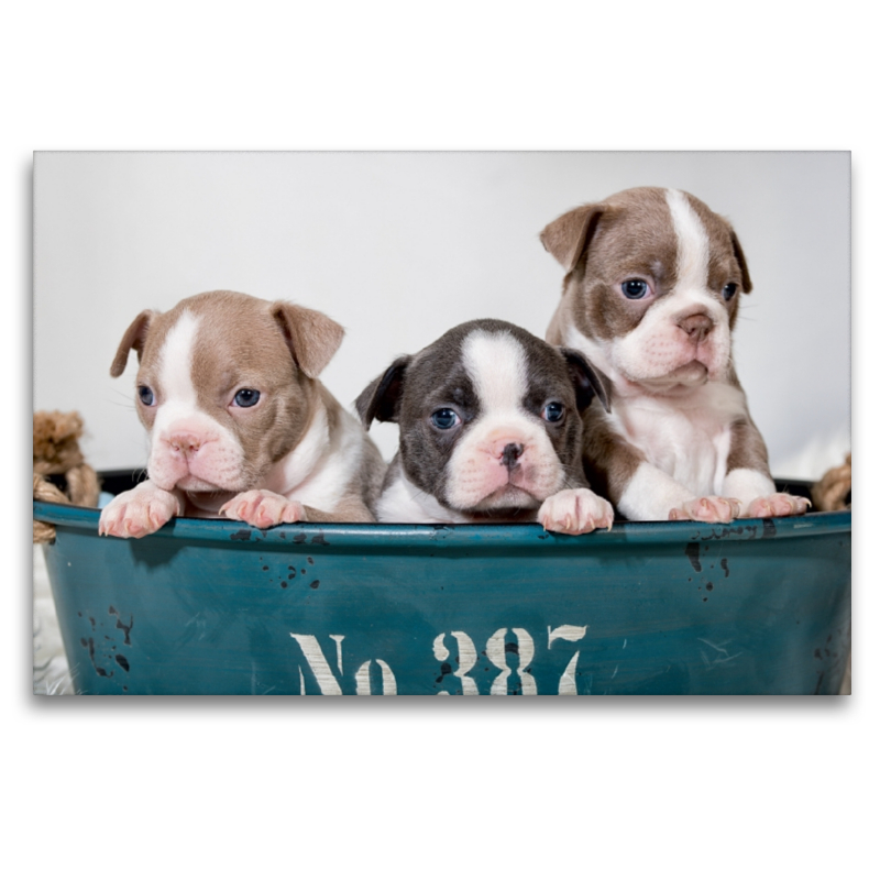 Colored Boston Terrier Geschwister Lilac und Blue / White