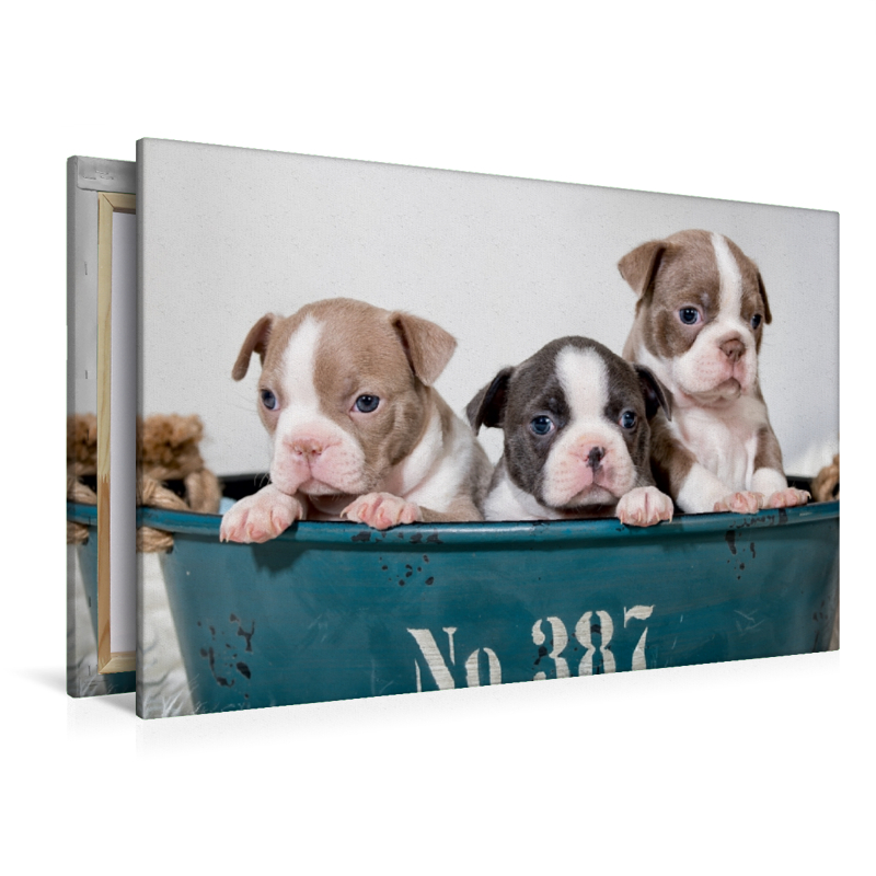 Colored Boston Terrier Geschwister Lilac und Blue / White