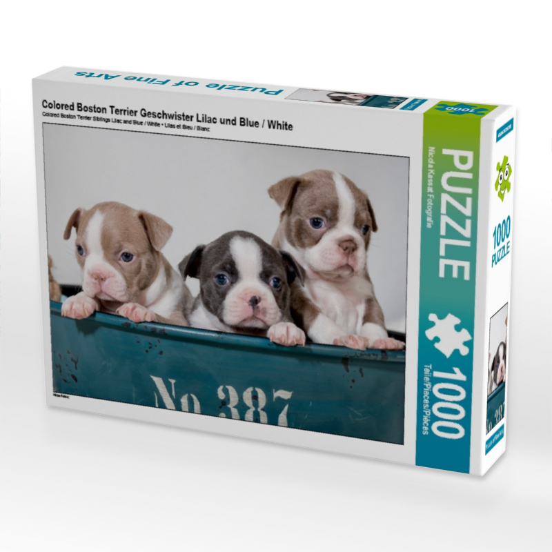 Colored Boston Terrier Geschwister Lilac und Blue / White