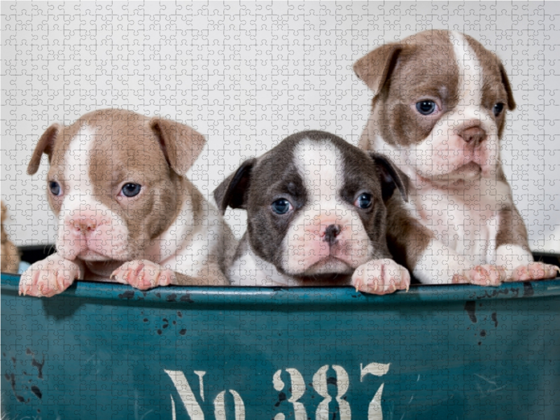 Colored Boston Terrier Geschwister Lilac und Blue / White