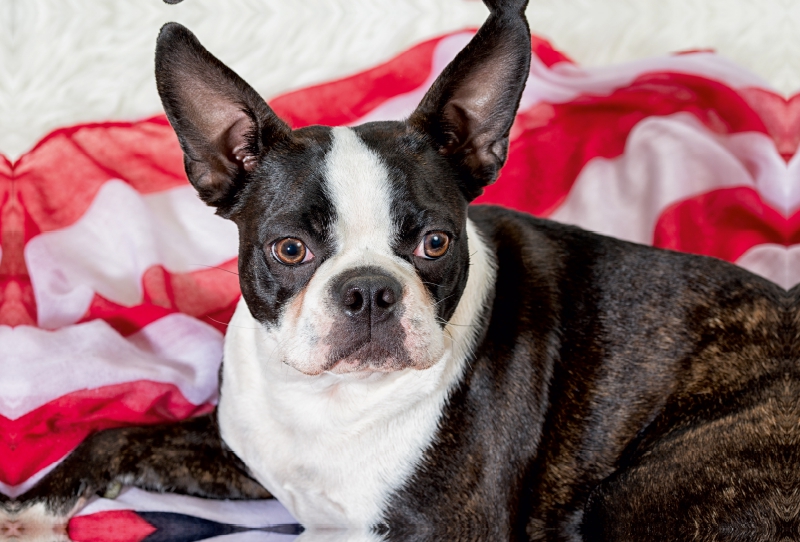 Colored Boston Terrier Stripes Brindle/White