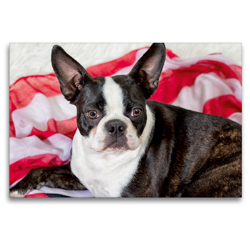 Colored Boston Terrier Stripes Brindle/White