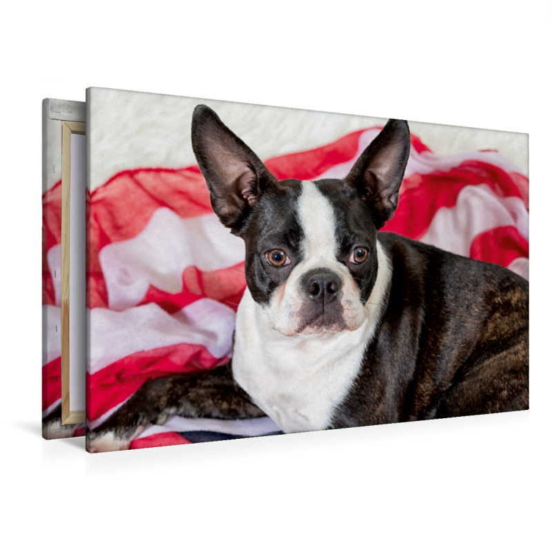 Colored Boston Terrier Stripes Brindle/White