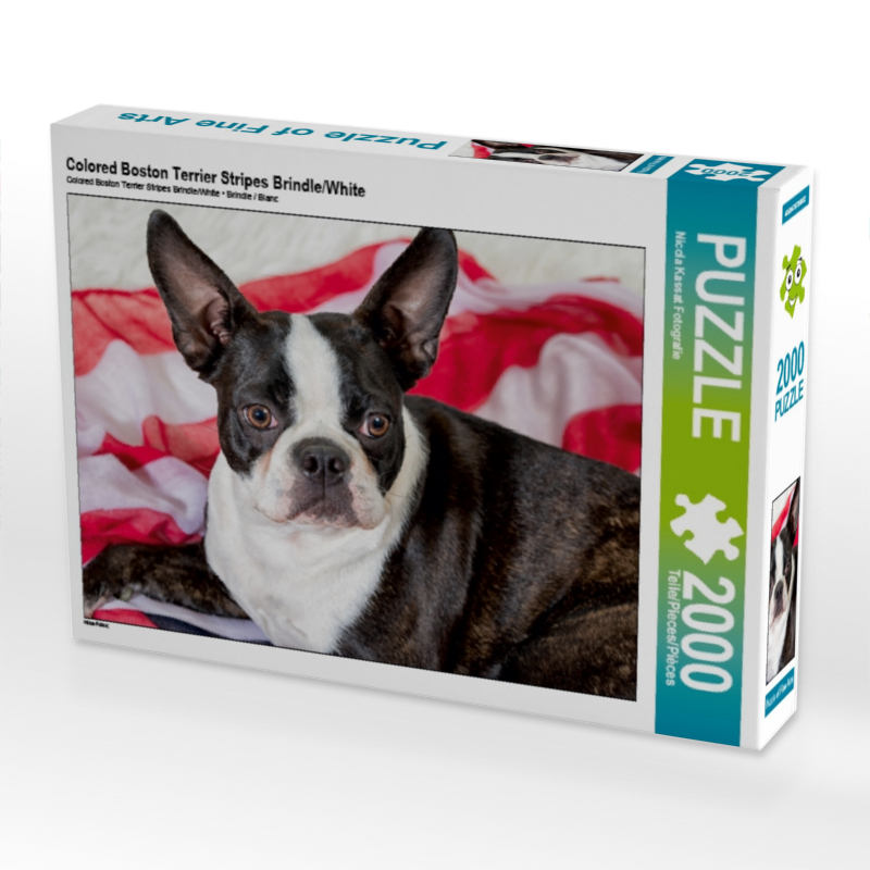 Colored Boston Terrier Stripes Brindle/White