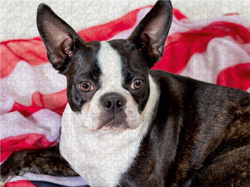 Colored Boston Terrier Stripes Brindle/White