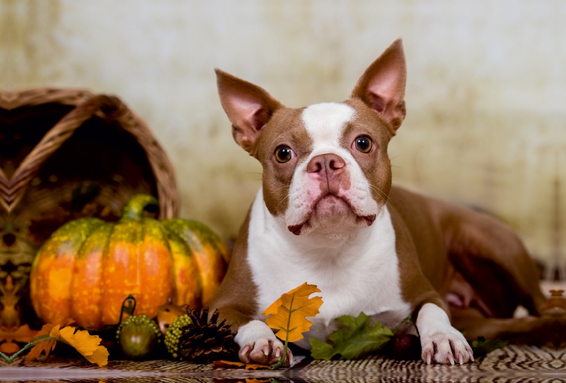 Colored Boston Terrier 'Roxy' Herbststimmung