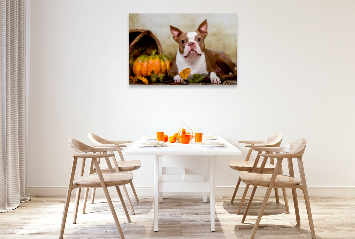 Colored Boston Terrier 'Roxy' Herbststimmung