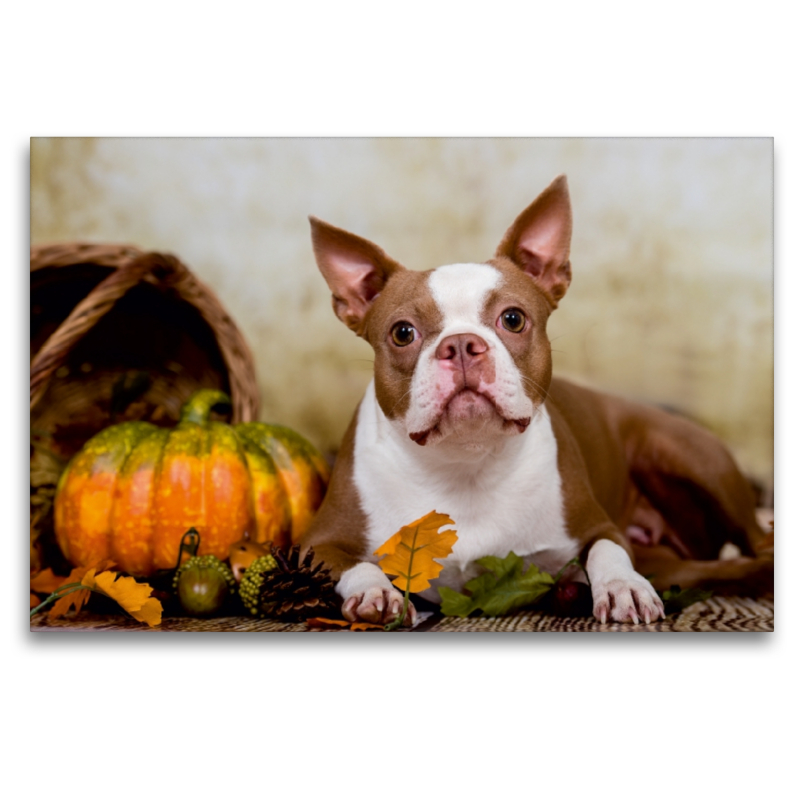 Colored Boston Terrier 'Roxy' Herbststimmung