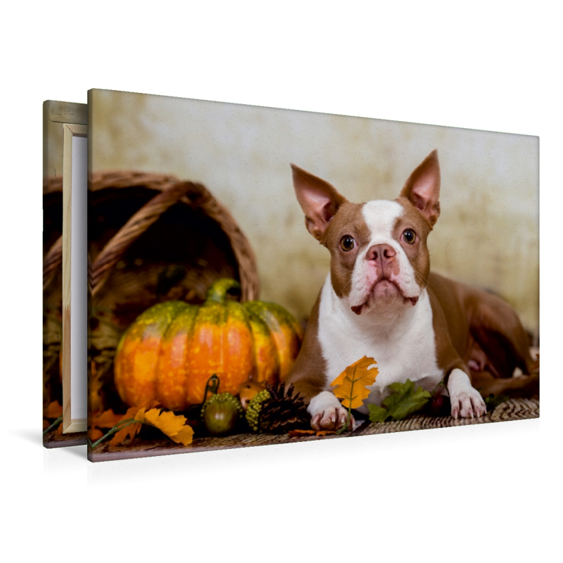 Colored Boston Terrier 'Roxy' Herbststimmung