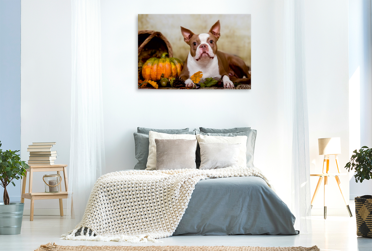 Colored Boston Terrier 'Roxy' Herbststimmung