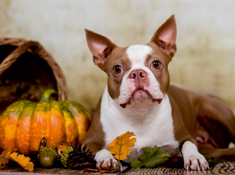 Colored Boston Terrier 'Roxy' Herbststimmung