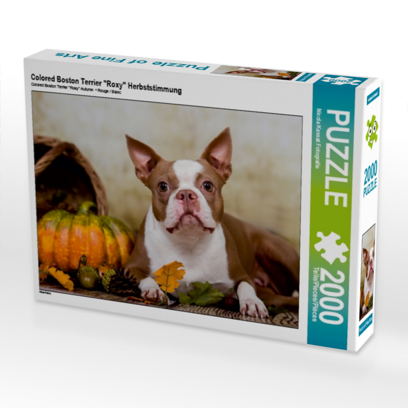 Colored Boston Terrier 'Roxy' Herbststimmung