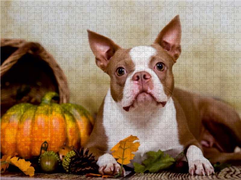 Colored Boston Terrier 'Roxy' Herbststimmung