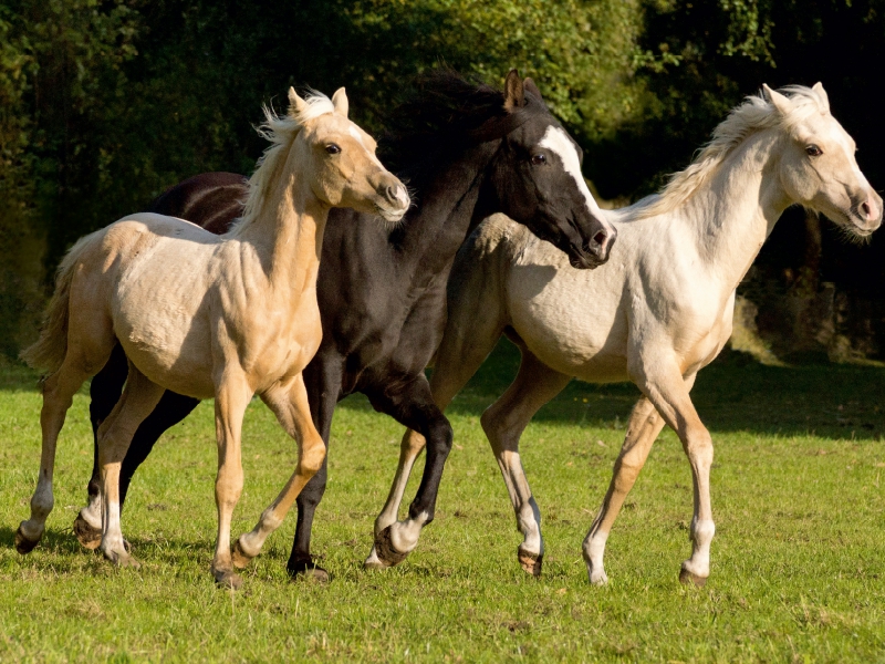 junge Palominohengste