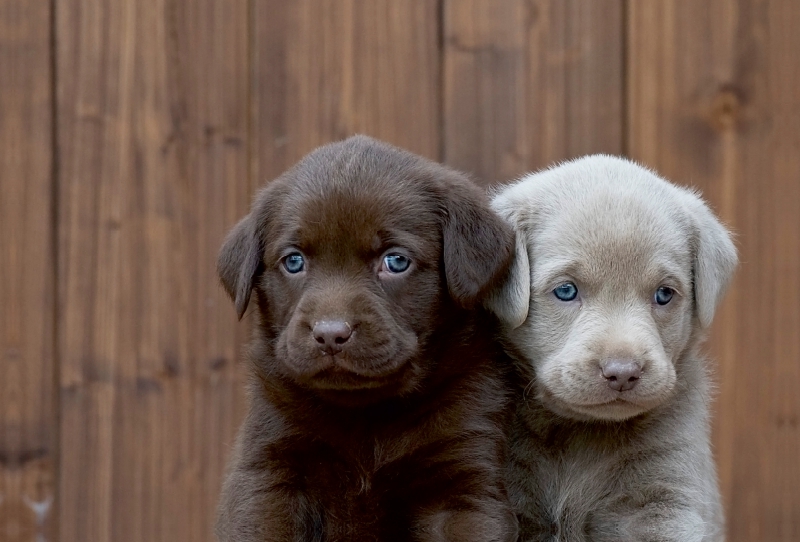 Labrador Geschwister