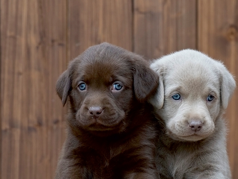 Labrador Geschwister