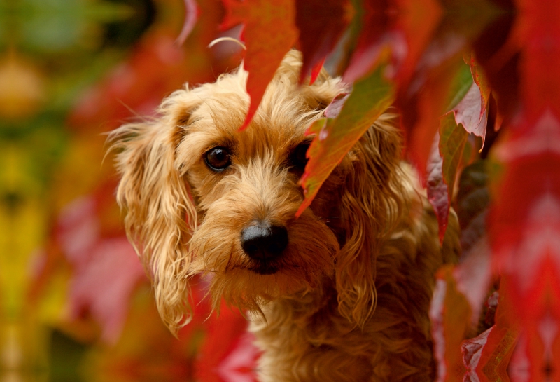 Dackel in herbstlichen Weinblättern