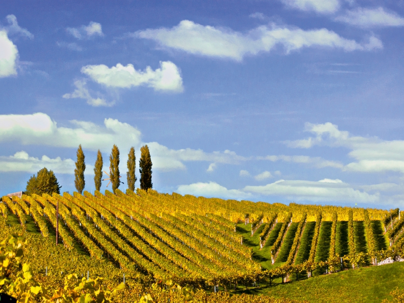 Weinberg im Gebiet von Glanz in der Südsteiermark