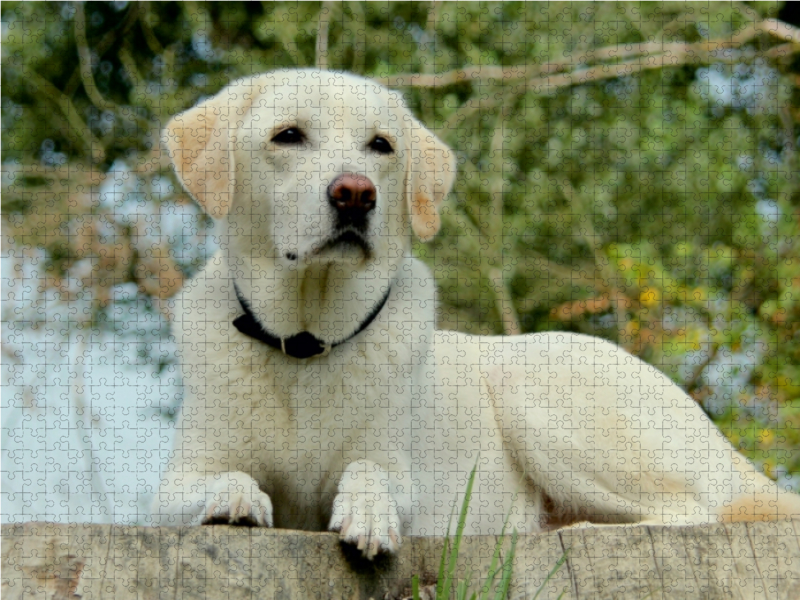 Ein Motiv aus dem Kalender Labrador Retriever 2017