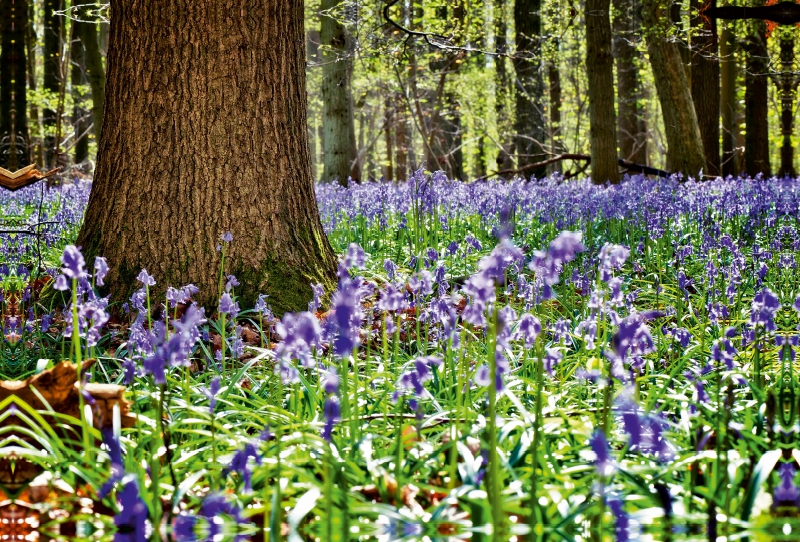 Schutz spendender Baum