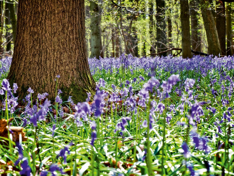 Schutz spendender Baum