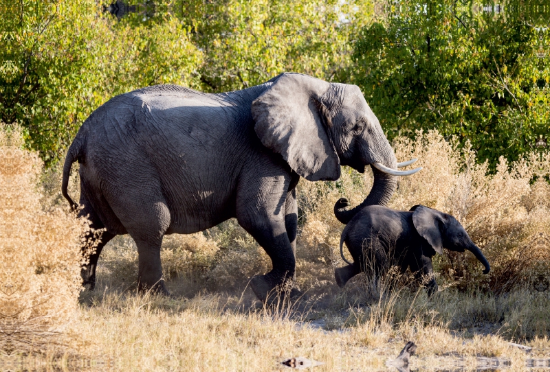 Elefant mit Jungtier