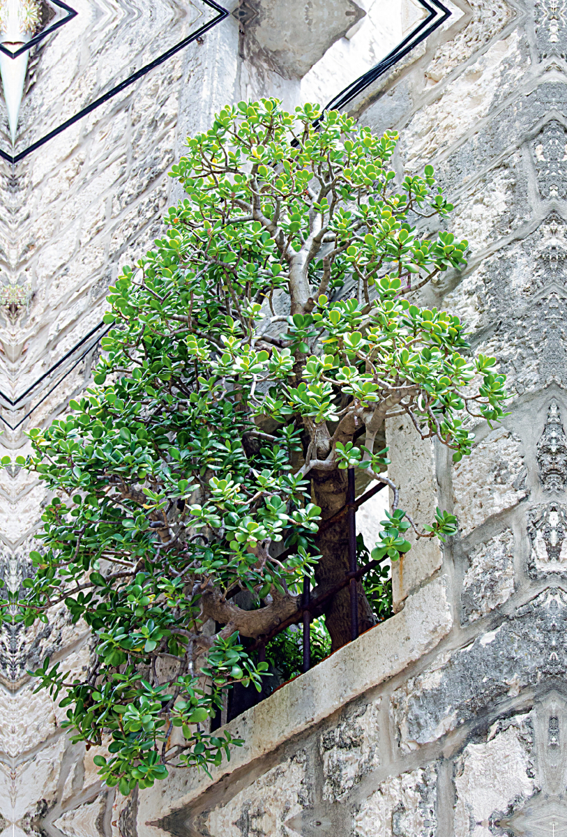 Baum im Fenster