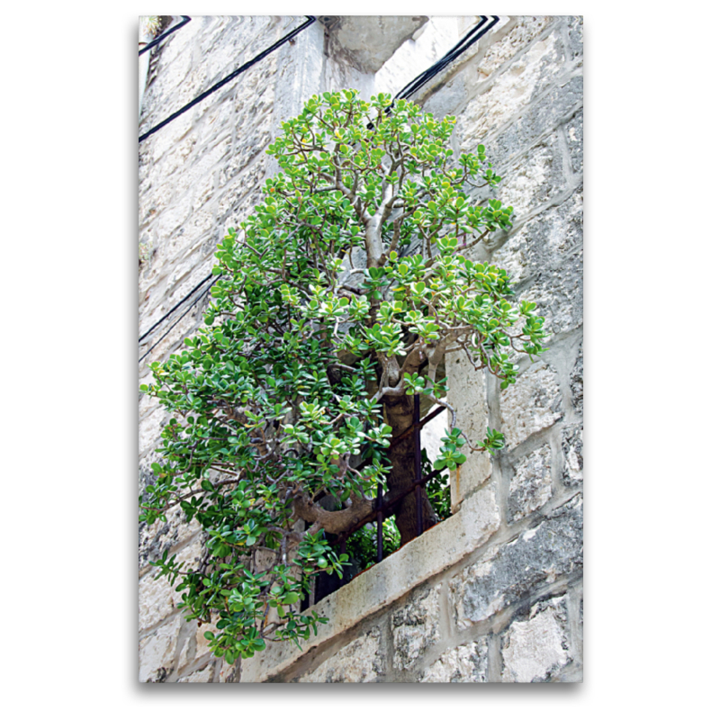 Baum im Fenster