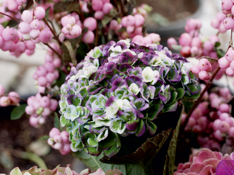 Hortensie