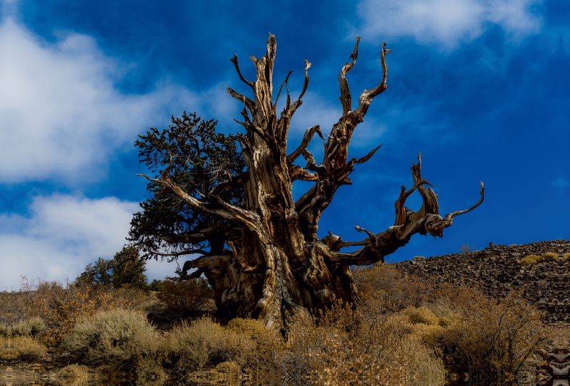 Ancient Bristlecone Pine Forest, Kalifornien