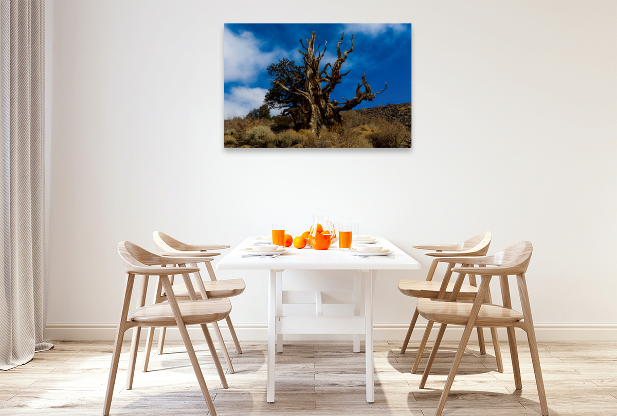 Ancient Bristlecone Pine Forest, Kalifornien