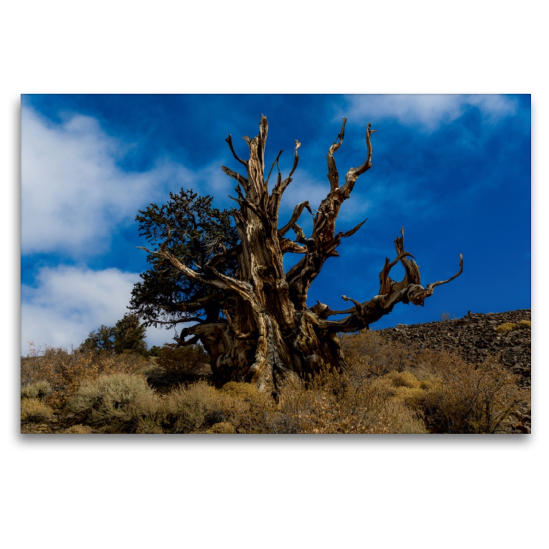 Ancient Bristlecone Pine Forest, Kalifornien