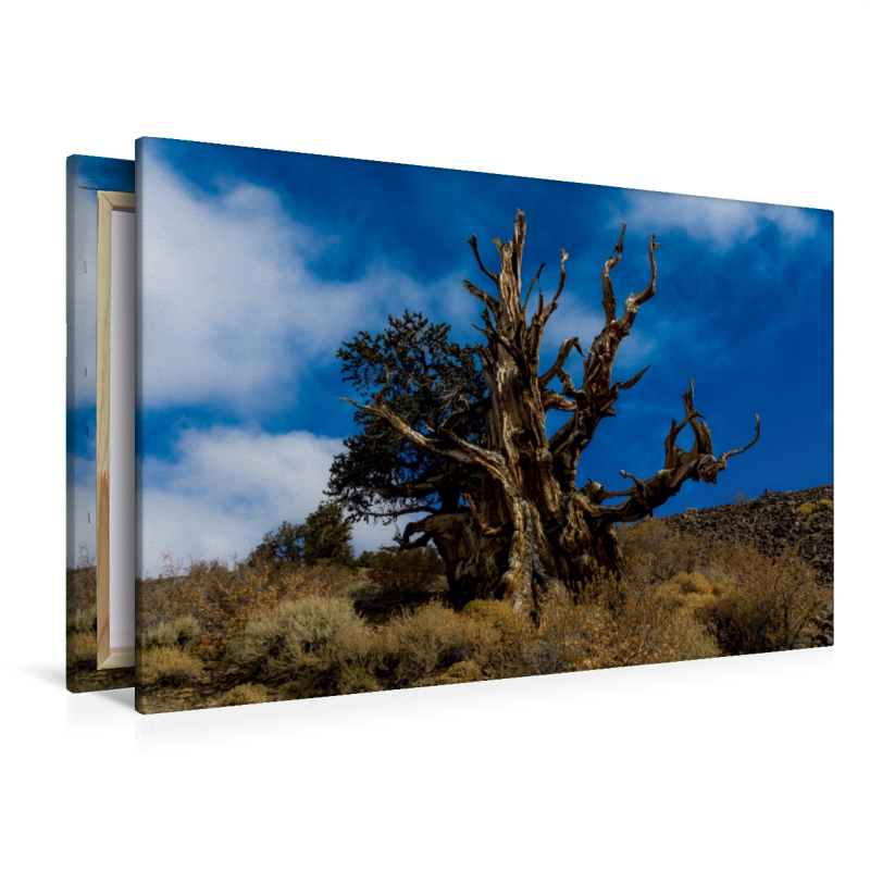 Ancient Bristlecone Pine Forest, Kalifornien