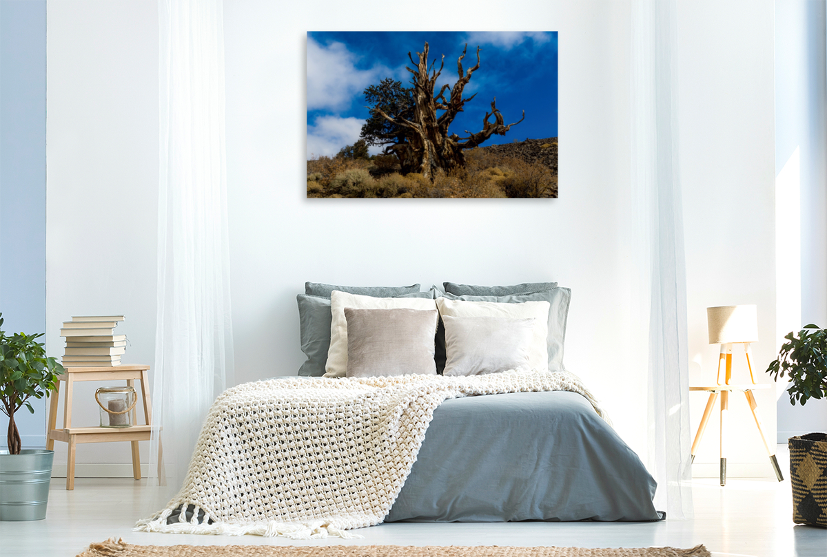 Ancient Bristlecone Pine Forest, Kalifornien