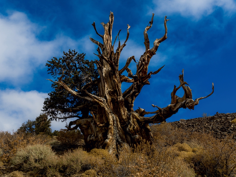 Ancient Bristlecone Pine Forest, Kalifornien