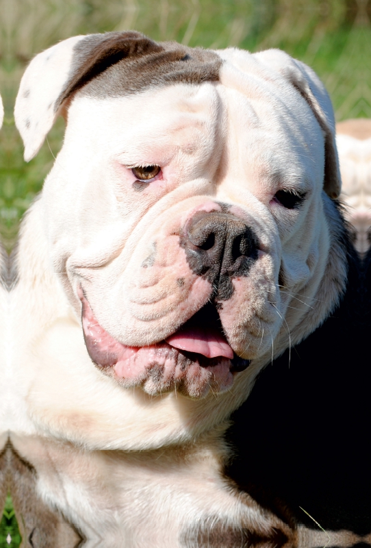 Englische Bulldogge