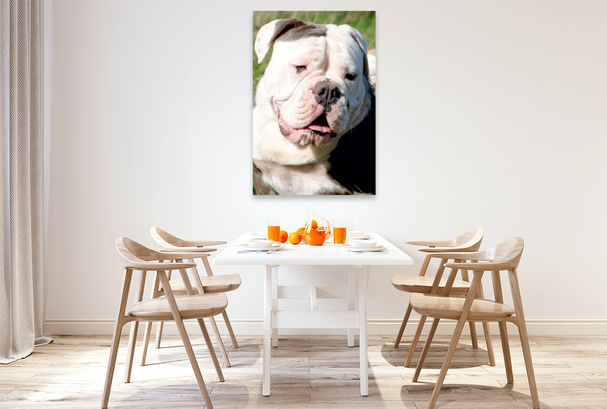 Englische Bulldogge