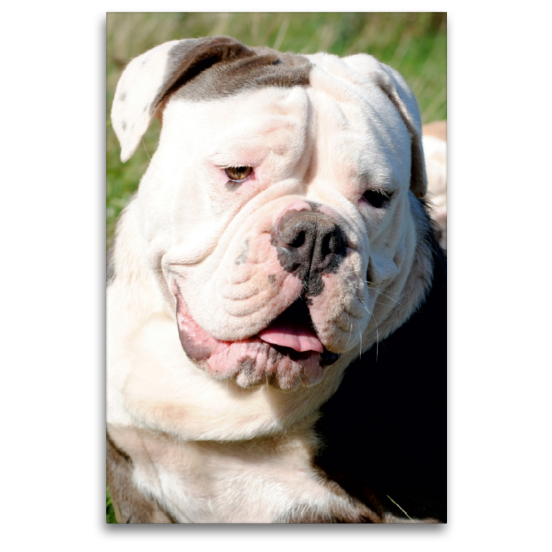 Englische Bulldogge