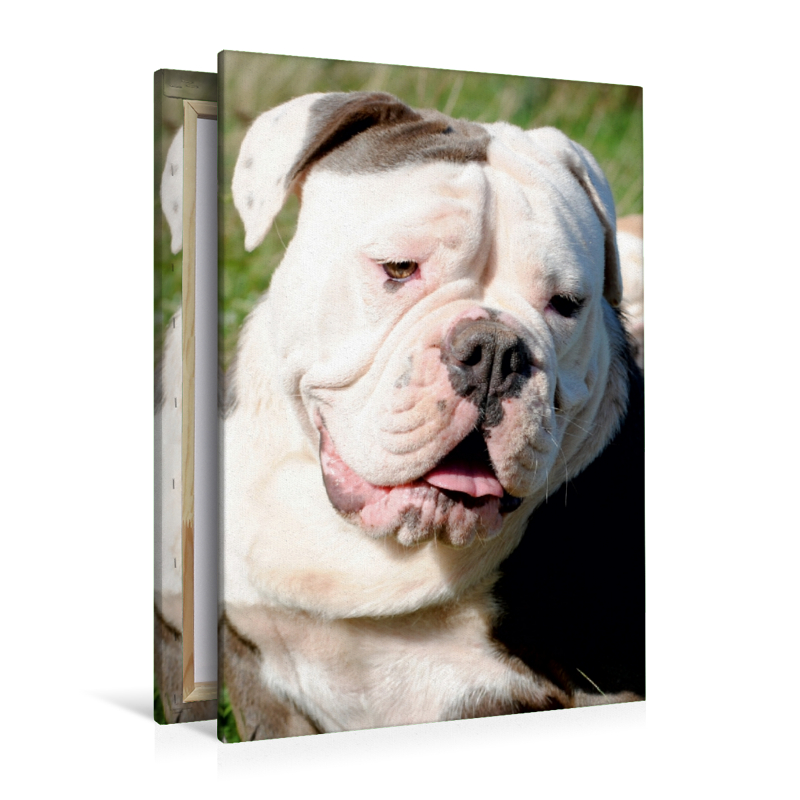 Englische Bulldogge