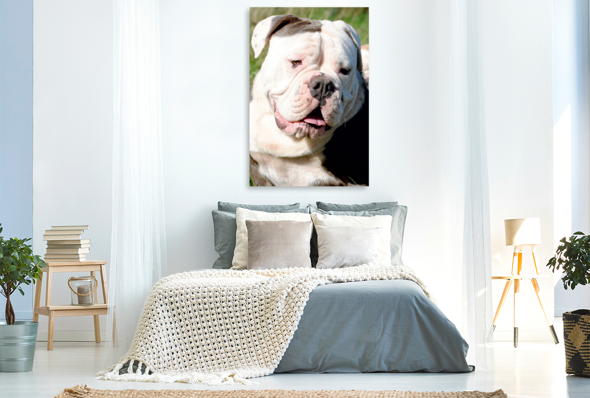 Englische Bulldogge