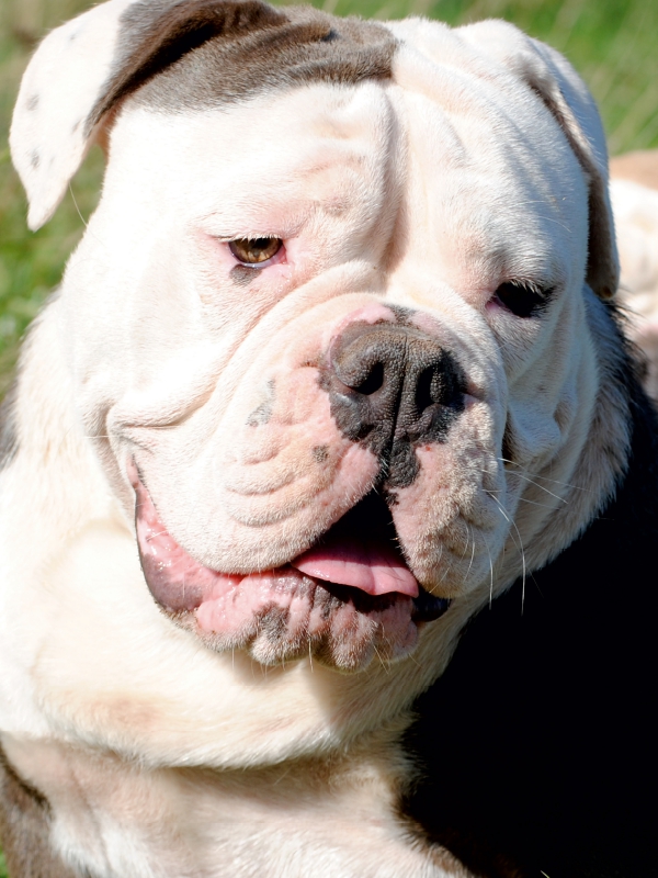 Englische Bulldogge