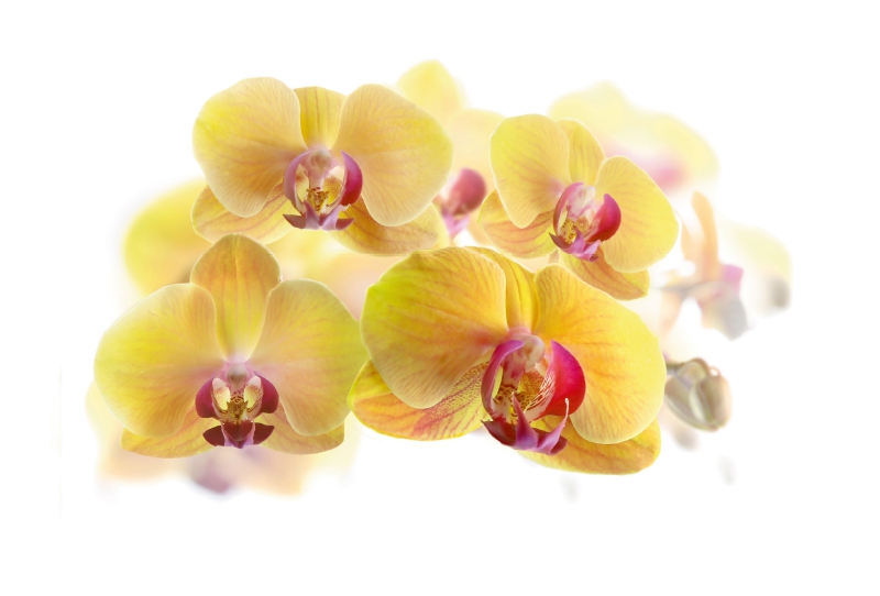 Phalaenopsis Orchideenrispe in gelb und pink.