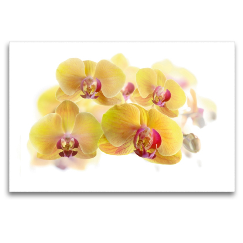 Phalaenopsis Orchideenrispe in gelb und pink.